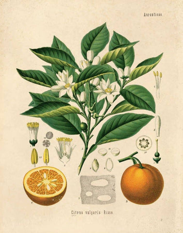 Vintage Botanical Citrus Orange Print