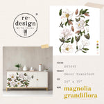 Magnolia Grandiflora transfer