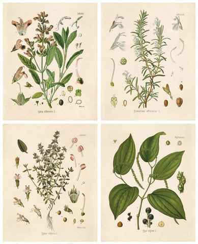 Set of Vintage Botanical Herb Prints Packaged