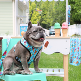 Frenchie Duo Reversible Harness - Frozen Frenzy
