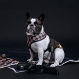 Frenchie Comfort Leash - Black