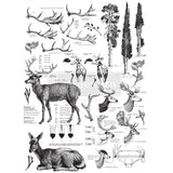 Deer transfer