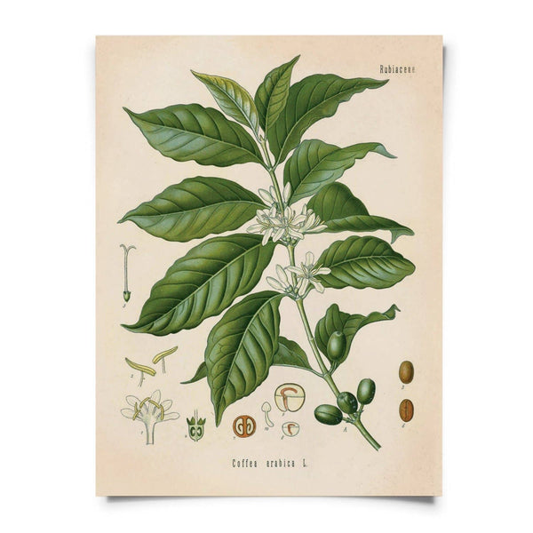 botanical drawing coffee plant Vintage Botanical Coffee Plant Print – The Goodie Girl Shoppe