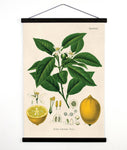 Vintage Botanical Citrus Lemon Canvas Wall Hanging Chart