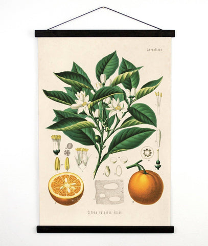 Vintage Botanical Citrus Orange Canvas Wall Hanging