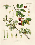 Vintage Botanical Sour Cherry Blossom Print
